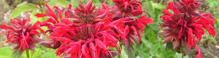 Monarda banner 03